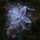 Milkweed.thumb