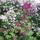 100_1925.thumb