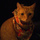 Cat.thumb