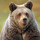 Bear-taiga_avatar.thumb