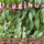 Dragibus.thumb