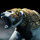 Angry_bear.thumb