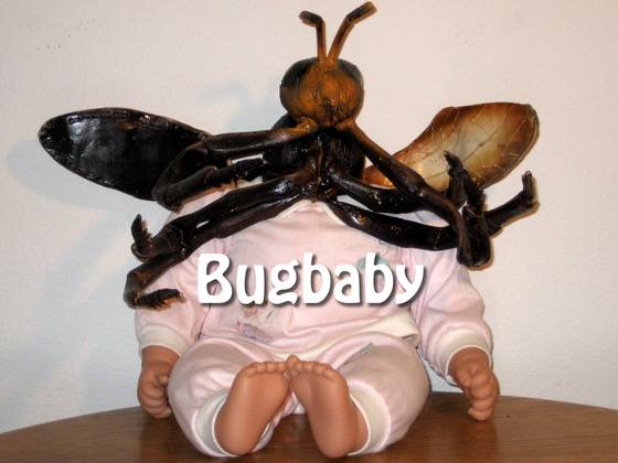 Bugbabydollweb
