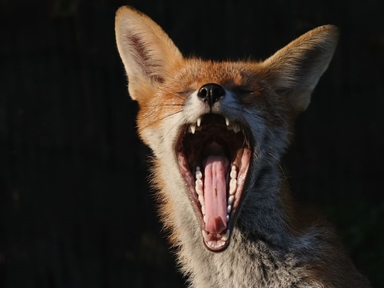 Yawning-fox