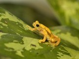 Toad