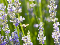 Photo-little