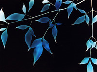 Photo-little