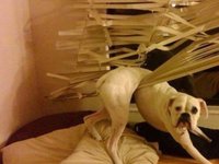 Photo-little