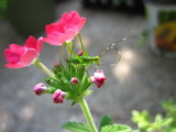 Photo-small