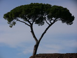 Photo-small