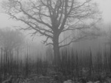 Photo-small