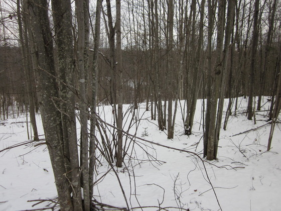 Image-82127-full