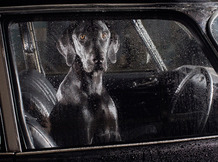 Dogs in cars.  A photography art book