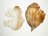 Photo-small