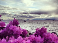 Photo-little