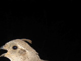 Photo-small