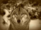 Photo-small