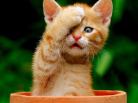 Photo-little