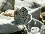 Photo-small