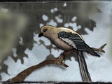 Photo-small