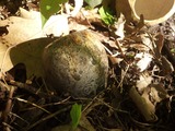 Photo-small
