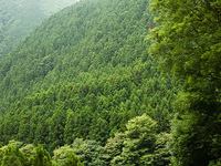 Photo-little