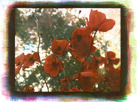 Photo-little