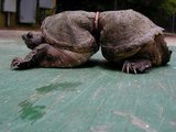 Photo-small