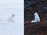 Photo-small