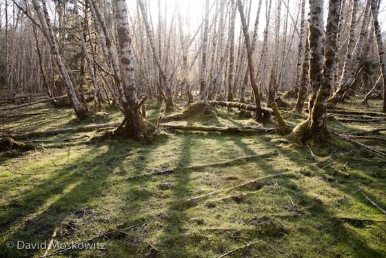 Image-43873-full