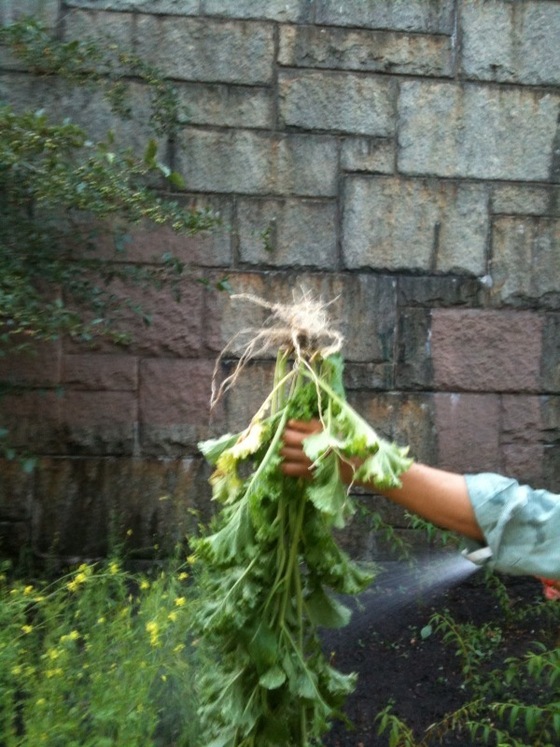 Image-54212-full
