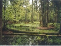 Photo-little