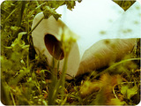 Photo-small