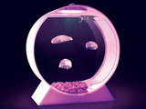 Photo-small