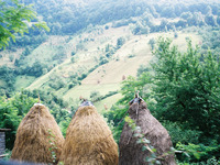 Photo-little