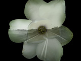 Photo-small