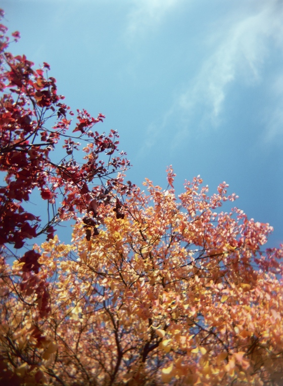 Image-77709-full