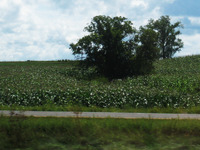 Photo-little