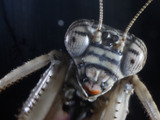 Photo-small