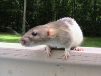 Photo-little