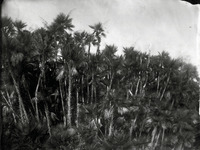 Photo-little