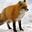 coolasacrazyfox