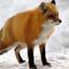 coolasacrazyfox