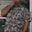 noneck