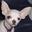 chihuatude