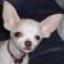 chihuatude