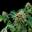 cannabis