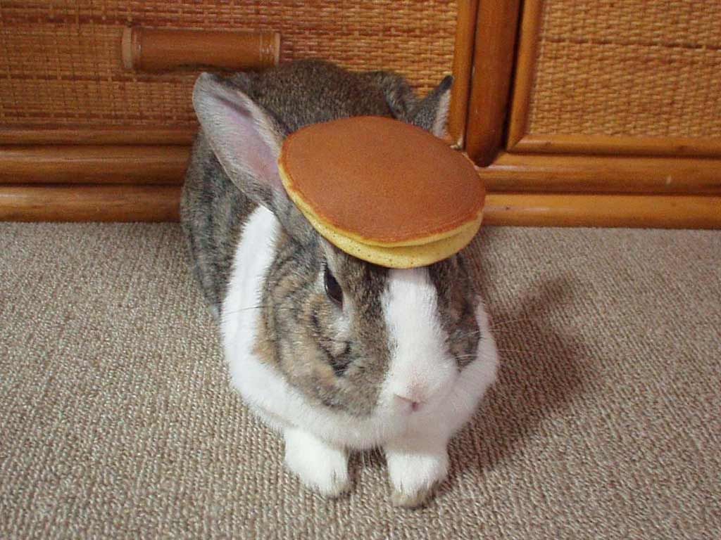 Bunny Pic