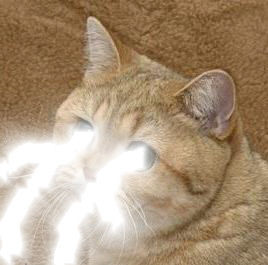 1282841496472.jpg?1282842927