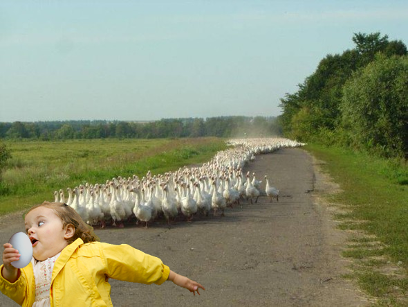 http://s3.amazonaws.com/kym-assets/photos/images/original/000/112/568/stolengooseegg.png?1318992465